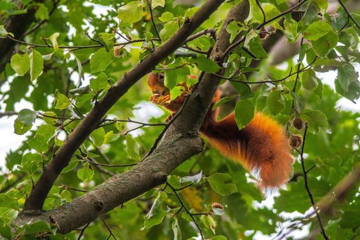a red squirrel sits on a tree in the forest and eats