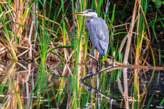 a great gray heron fishing in a small duck pond