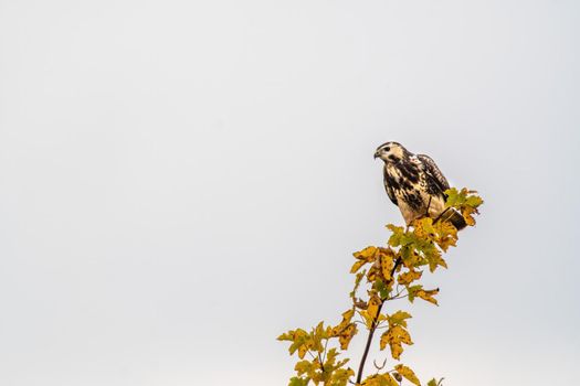 a buzzard sits in its hold and looks for prey