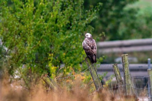 a buzzard sits in its hold and looks for prey