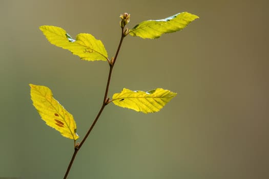 a fresh branch with green leaves and a nice soft background