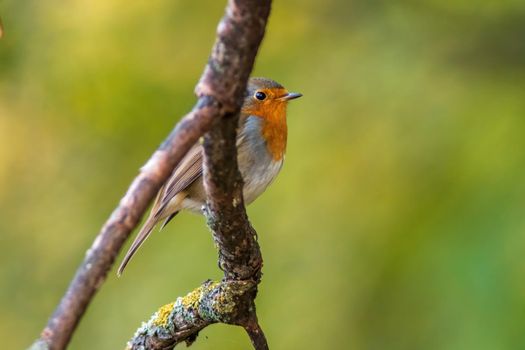 A European robin looking for insects in a park in autumn