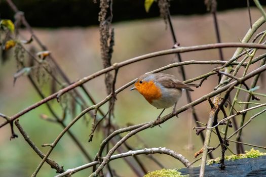 A European robin looking for insects in a park in autumn