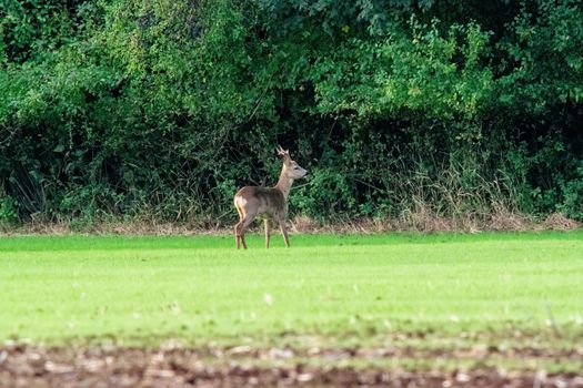 a roe buck stands in a field in front of the forest and eats