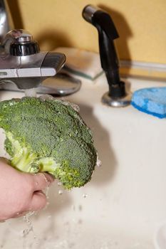 Woman's hand holding a fresh crown of broccoli under a faucet for washing