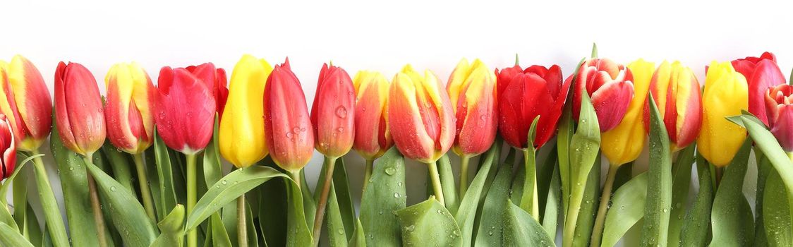 Border of spring flowers tulips. Horizontal flat lay