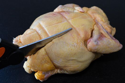 Cutting back of a french mais chicken