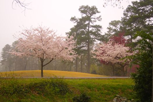 Spring Blooms at a Golf Course