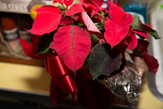 Pretty poinsettia plant on a kitchen counter, away from sunlight