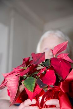 Woman holding a pretty, red poinsettia in her house