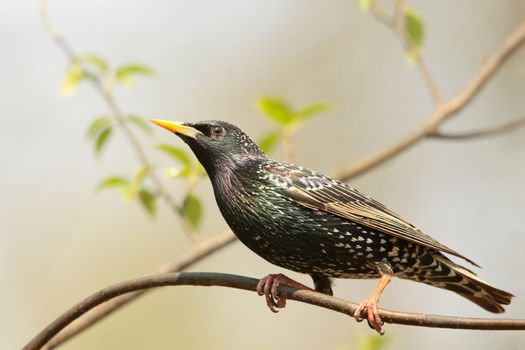 Common Starling - Sturnus vulgaris on a branch