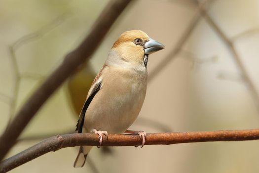 Grosbeak - Coccothraustes coccothrautes on a branch