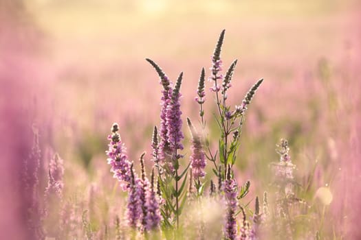 Loosestrife (Lythrum salicaria) on a meadow at dawn.