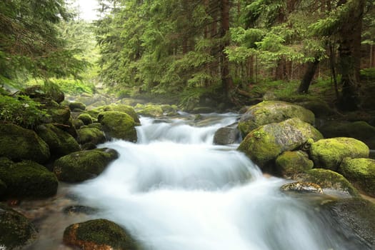 Forest stream flowing down from the mountain.