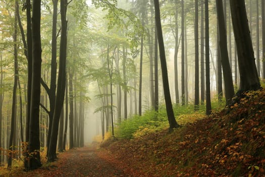 Path among beech trees through an autumn forest in a misty rainy weather.