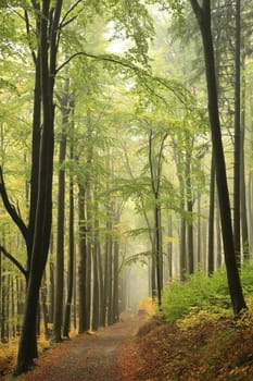Path among beech trees through an autumn forest in a misty rainy weather.