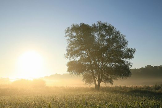 Misty morning with oak tree in the foreground.