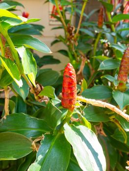 Red flowers from the tree named Indian head ginger. Slender green leaves. Have shines