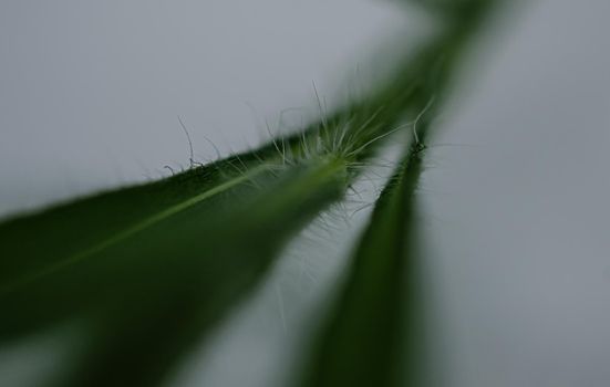 Macro shoot of Nuisance plant