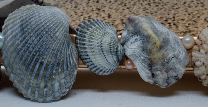 Sea shell on the australian beach