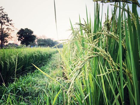 Beautiful green rice field and ear of rice. Close up of rice in the field.