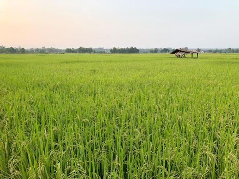 Beautiful green rice field and ear of rice. Close up of rice in the field.