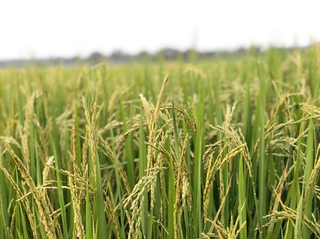 Beautiful green rice field and ear of rice. Close up of rice in the field.