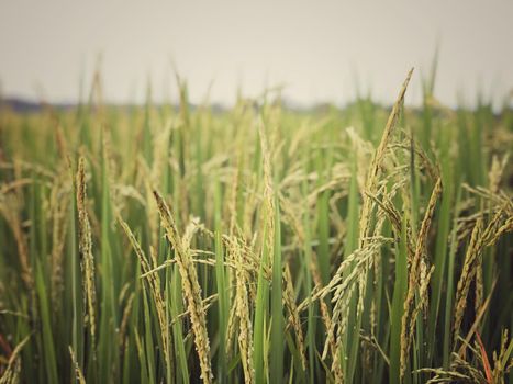 Beautiful green rice field and ear of rice. Close up of rice in the field.