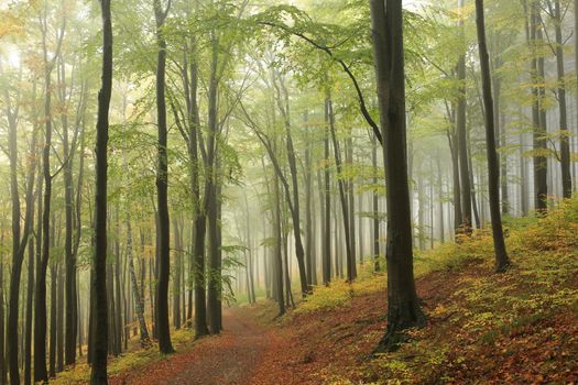 A trail among beech trees through an autumn forest in a misty rainy weather.