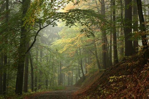 Path among beech trees through an autumn forest in a misty rainy weather.