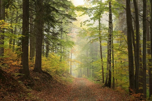 A trail among beech trees through an autumn forest in a misty rainy weather.