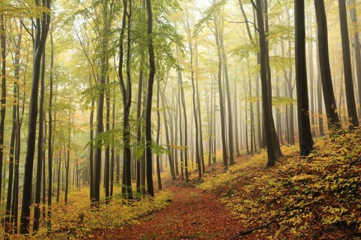 Beech trees in autumn forest on a foggy, rainy weather.