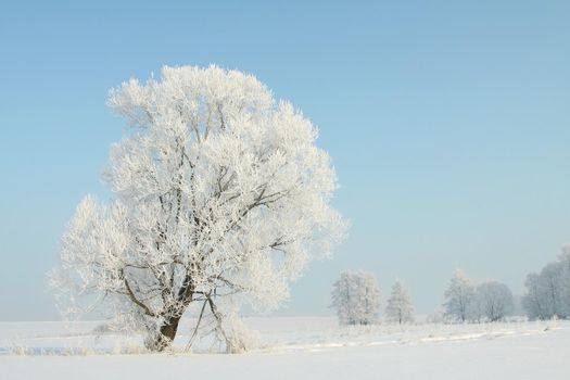 Frosty winter trees against the blue sky at sunrise.