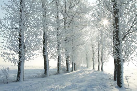 Winter rural road between the trees covered with frost at dawn.