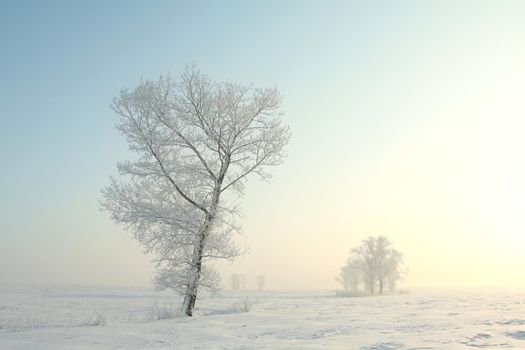 Frosty winter trees against the blue sky at sunrise.