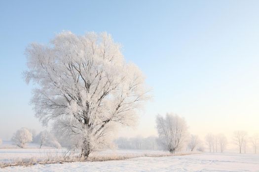 Frosty winter trees against the blue sky at sunrise.