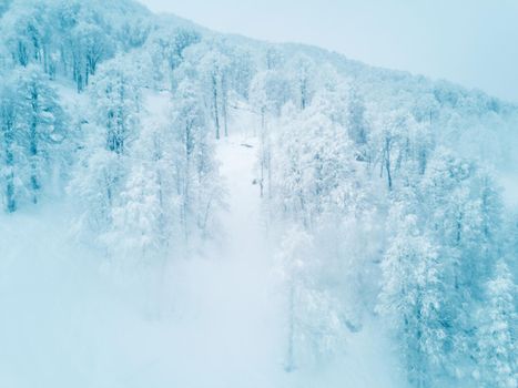 Beautiful winter landscape with forest in mountains, trees covered with snow frost, foggy morning