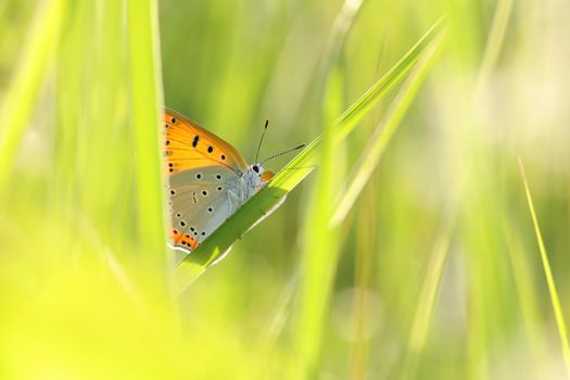 Butterfly on a spring meadow in the sunshine