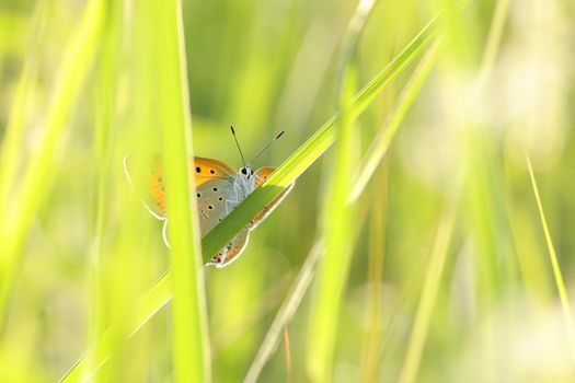 Butterfly on a spring meadow in the sunshine