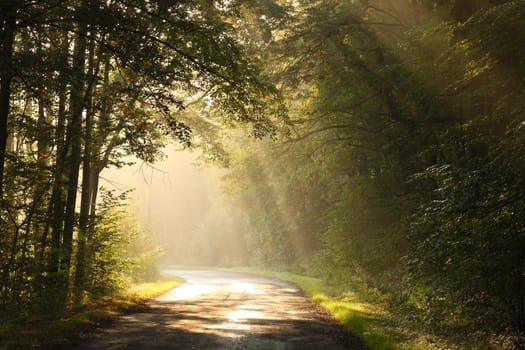 Country road through the autumn forest on a foggy morning.