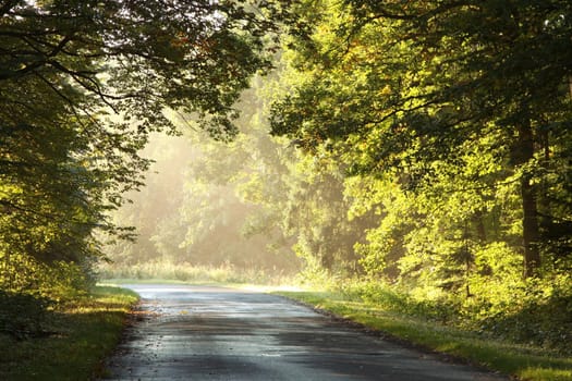 Country road through the autumn forest on a foggy morning.