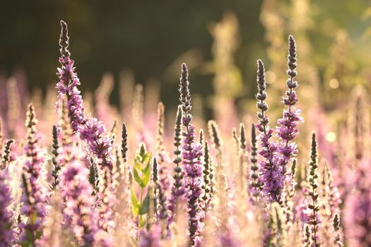 Loosestrife (Lythrum salicaria) on a meadow at dawn.