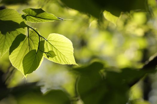 Spring linden leaves on a twig in the forest.