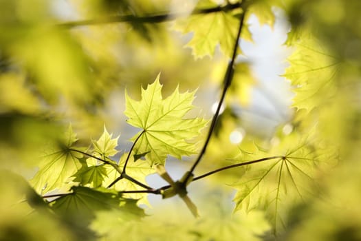 Spring maple leaves in the forest.