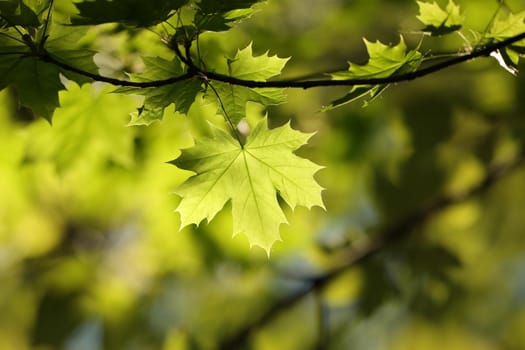 Spring maple leaves in the forest.