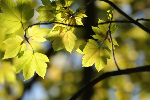 Spring maple leaves in the forest.