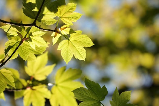 Spring maple leaves in the forest.