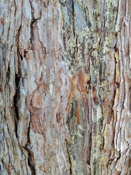 Texture of old green moss and lichen. Nature background