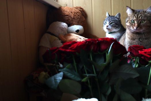 Cats look from behind the flowers of roses