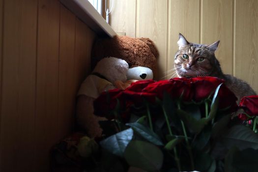A cat sits on a sofa among soft toys and looks into the camera, in the foreground red roses